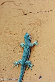 spiny tailed house gecko hemidactylus frenatus cute lizard lizard gecko