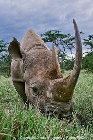 Description of the white rhino. 210 Best But Ideas Haiwan Jahitan Tampal Pompadour