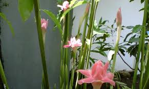 Atau sedang berencana menanam bunga tersebut? Panduan Lengkap Cara Budidaya Tanaman Bunga Kecombrang Bagi Pemula Dengan Mudah Faunadanflora Com