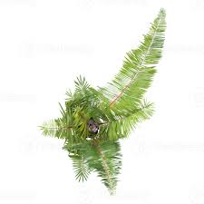 Image result for Raphia farinifera