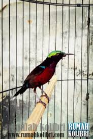 Kalau potensi harganya menyerupai harga property. Jenis Jenis Kolibri Di Indonesia Yang Sering Dipelihara Rumah Kolibri