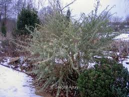 Image result for Atriplex halimus