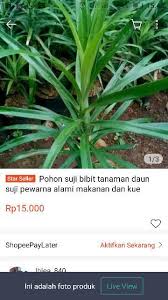 Daun suji menghasilkan warna hijau segar untuk pewarna makanan. Pohon Suji Bibit Tanaman Daun Suji Pewarna Alami Makanan Dan Kue Shopee Indonesia