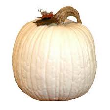 Kivevé means red in the indigenous south american language, guarani. Giant White Pumpkin Seeds Lumina Ø§Ù„Ø³Ø¹Ø± 2 55