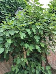 Image result for Carica