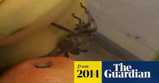Check spelling or type a new query. Killer Spider Found In Family S Supermarket Shopping Uk News The Guardian