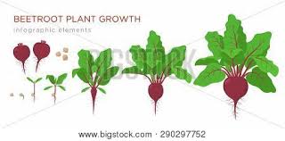 We did not find results for: Beetroot Plant Growth Vector Photo Free Trial Bigstock