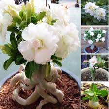 Qulista Samenhaus 50pcs Exotische Wustenrose Weiss Blumensamen Winterhart Mehrjahrig Fur Beete Rabatten Garten In 2020 Wustenrose Blumensamen Wustenrose Pflanze