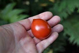 Voilà le dessert gourmand, sucré et amusant qu'a créé pour ce 1er mai 2021 laurent, le chef pâtissier de la boulangerie du. Mon Top 5 Des Tomates 2018 Cerisette Brin De Muguet Au Jardin Des Quatre Moineaux
