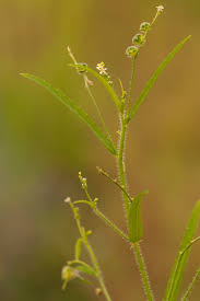 Image result for Caperonia