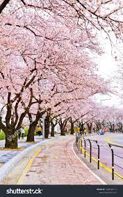Here at scs we provide you with the finest doctors and clinics in korea for all your needs. Seoul South Korea April 6 2018 Stock Photo Edit Now 1348355117