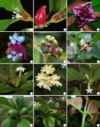 Image result for Psychotria