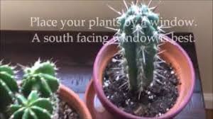 Not surprising, since the answers ranged the same gamut more helpful to: How To Care For Indoor Cactus Plants Youtube