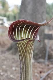 Image result for Arisaema