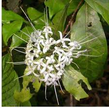 Image result for Kotschya africana