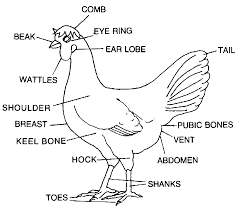 This video shows brutus impressing the ladies by tidbitting. Http Mysrf Org Pdf Pdf Poultry P10 Pdf