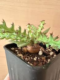 Image result for Euphorbia fanshawei