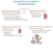Image result for Mycoplasma