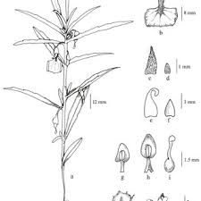 Image result for Afrohybanthus afer