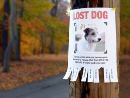 Create free listing & send free alert instantly. How To Find A Lost Dog Beyond Flyers And Posters Anything Pawsable