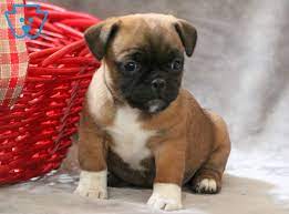 Maggie Jug Puppy For Sale Keystone Puppies Super Cute Dogs Jug Puppies For Sale Puppies