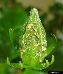 We did not find results for: Pest Problems Of Hibiscus Common Bugs That Feed On Hibiscus In Gardens
