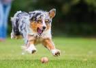 Australian Shepherd Mix Puppies For Sale | Greenfield Puppies