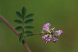 Image result for Indigofera microcarpa
