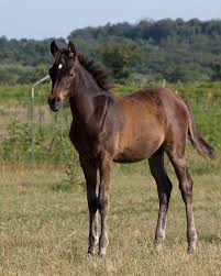 Foal Wikipedia