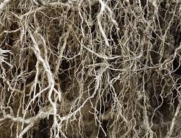 Control grubs, fleas & more. Nematodes In The Garden Harvest To Table