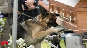Photo Of Bardstown Police Dog Voted Year S Best Animal Story Police Dogs Military Dogs Dogs