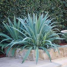 Image result for Beschorneria yuccoides