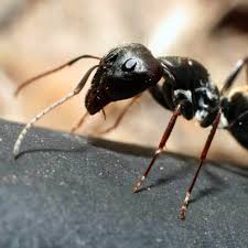 Affordable pest control is a fully licensed and insured pest control and animal control company based in markham, ontario and serving the durham the durham region pest control and removal company provide thorough, professional services in a discreet and timely manner at affordable prices. Pest Control In Morgan County In 765 342 2546 Extermination Of Bed Bugs Rodents Roaches Termites Ants And Other Pests