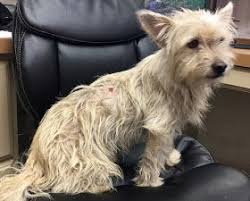 Col Potter Cairn Rescue Network Sunday Sweets Cute Baby Animals Animals Beautiful Small Dog Breeds