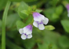 Image result for Linderniaceae