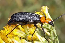 Image result for Mellera lobulata