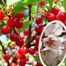 Prunus Tomentosa Ragouminier Cerisier Nain Du Canada Cerisier De Nankin Pepinieres Lepage Bretagne Bord De Mer Cerisier Nain Pepiniere Cerisier