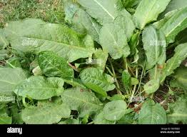 Image result for Rumex crispus