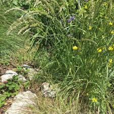 Image result for Koeleria