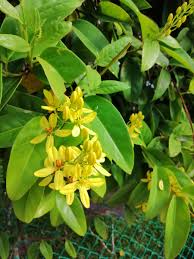 Image result for Tristellateia