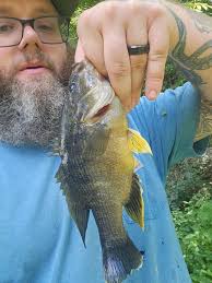 Green sunfish? Eastern KY farm pond. See description for details. : r/FishID