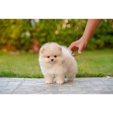 Maybe you would like to learn more about one of these? Pin By Hana Montana On C U T E Pieski Pomeranian Puppy Puppies Baby Dogs