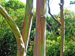 Eucalyptus trees adapt to most soil types provided there is good drainage. Eucalyptus Deglupta Wikipedia