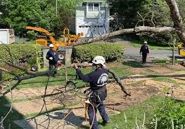 Bonilla Tree Service Inc Providing Tree Removal Trimming Pruning And Other Realted Services To Washington Dc Va And Maryland
