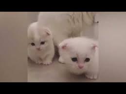 Love Of Cats Very Funny Cat Videos Youtube In 2020 Funny Cat Videos Cute Cats Cat Gif