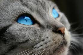 Find stockbilleder af cute tabby cat blue eyes on i hd og millionvis af andre royaltyfri stockbilleder, illustrationer og vektorer i shutterstocks samling. Echoclan The Other Clans Cat With Blue Eyes Silver Tabby Cat Cute Cats Photos
