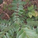 Image result for Clausena anisata