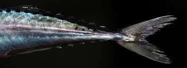 Image result for Scomber spp.