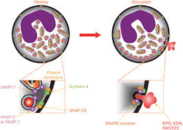 Eosinophils Biological Properties And Role In Health And Disease Hogan 2008 Clinical Amp Experimental Allergy Wiley Online Library