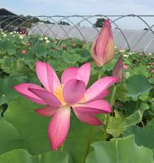 See more ideas about lotus pond, lotus, water lilies. Lavender Lady Lotus Tall Poetic Blooms Held High Above The Foliage Re Pond Megastore